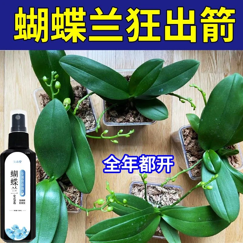 一喷箭晓】蝴蝶兰出箭催花专用营养液体肥土培防黄叶烂根壮苗促长