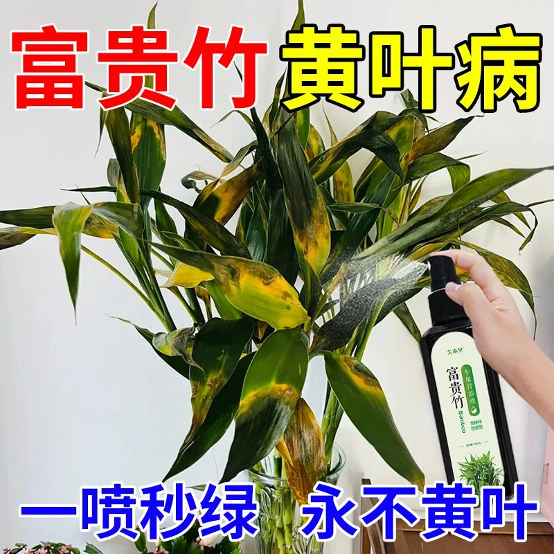 专治黄叶】富贵竹专用营养液防黄叶枯萎促生根催绿叶免稀释有机肥
