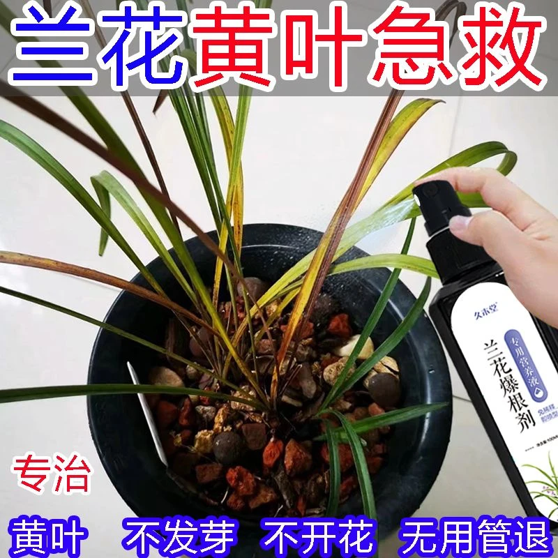 急救】兰花专用营养液肥料黄叶焦尖叶斑病促发芽爆根催开花通用肥