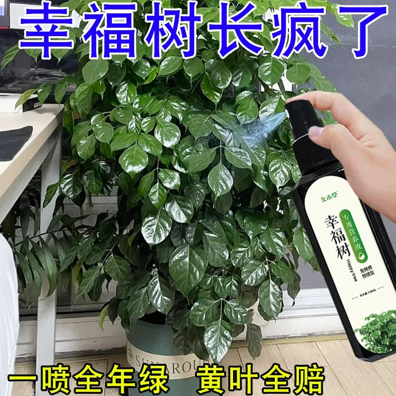 【四季绿叶】幸福树专用营养液急救复活掉叶黄叶肥料专用肥免稀释