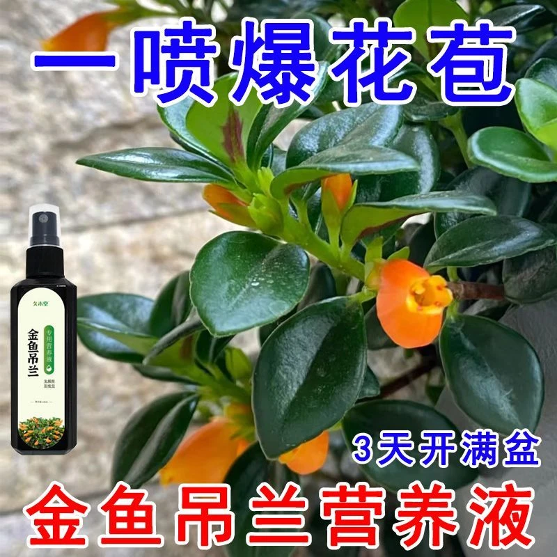 【金鱼开花】金鱼吊兰营养液催花苞开花延长花期防枯萎烂根专用肥