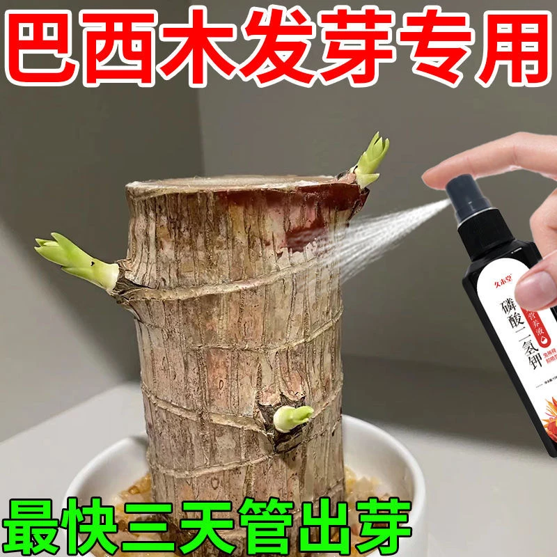 巴西木营养液专用肥料 催发芽开花生根难提抗性补微量元素稳苗