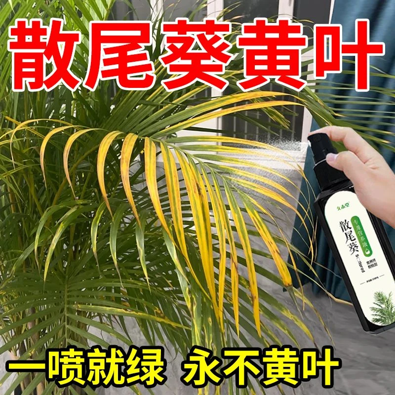不黄叶】散尾葵专用营养液治黄叶防干尖瘦小斑点根腐一喷绿有机肥