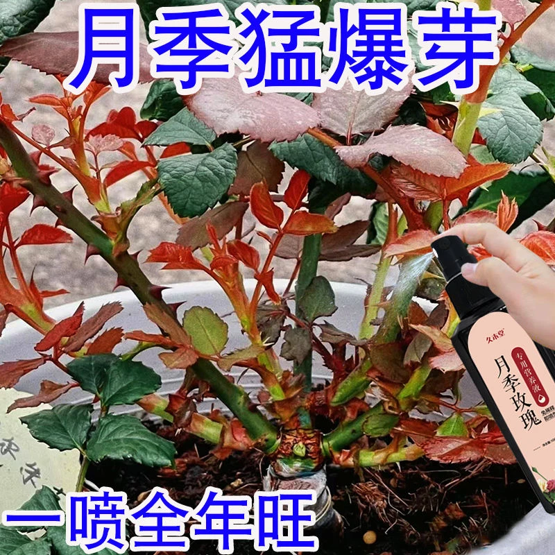 【全年旺盛】月季花专用营养液肥料促催发芽开花去黑斑黄叶液体肥