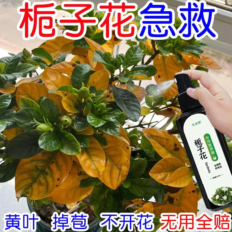 【急救】栀子花营养液专用肥料叶子发黄枯萎掉苞不开花花卉通用肥