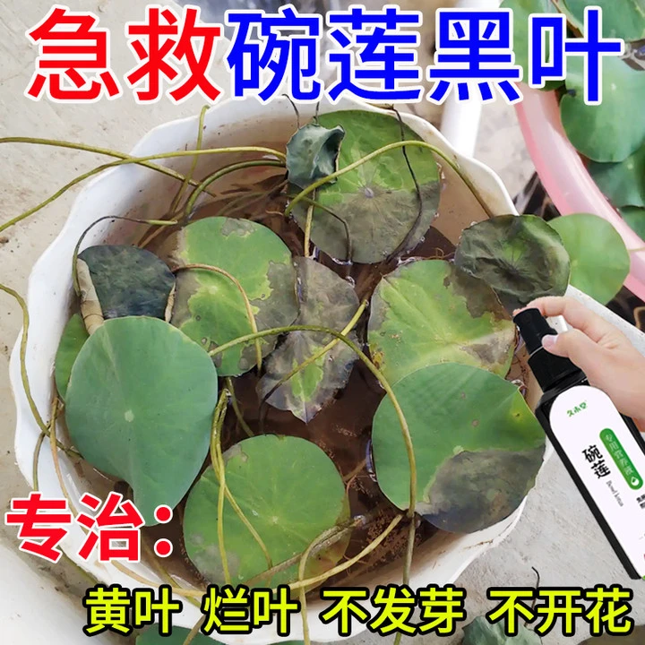 蹭蹭开】碗莲睡莲专用营养液促发芽开花延长花期防烂叶枯萎新型肥