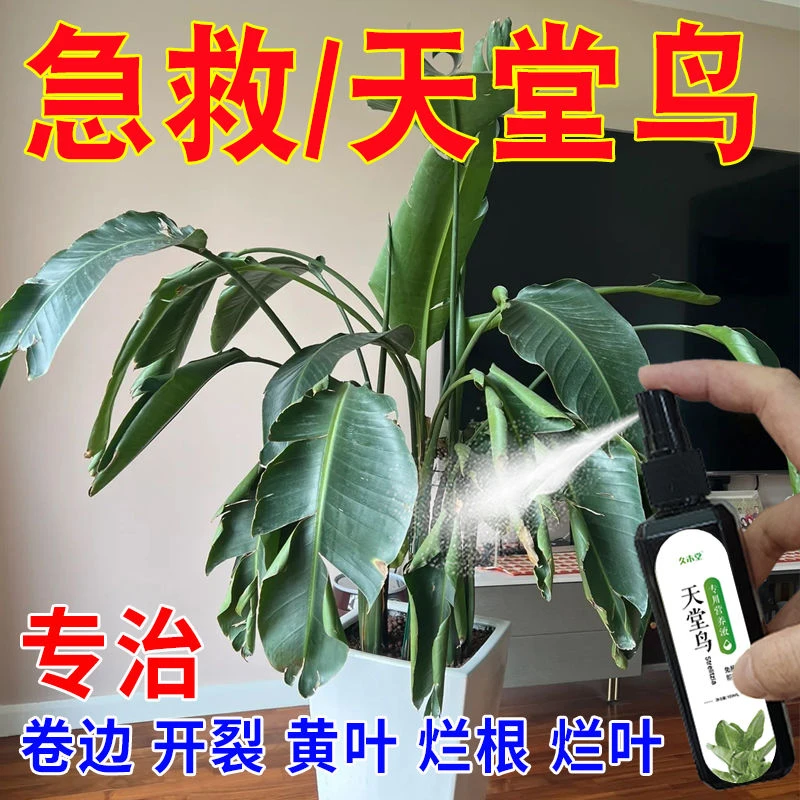 【专用型】天堂鸟营养液专治叶子发黄卷边干枯免稀释花卉液体肥料