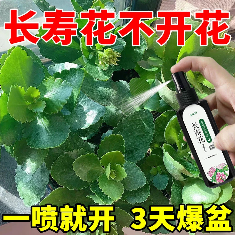 【一喷花就开】长寿花营养液促开花延花期长花苞防掉苞黄叶专用肥