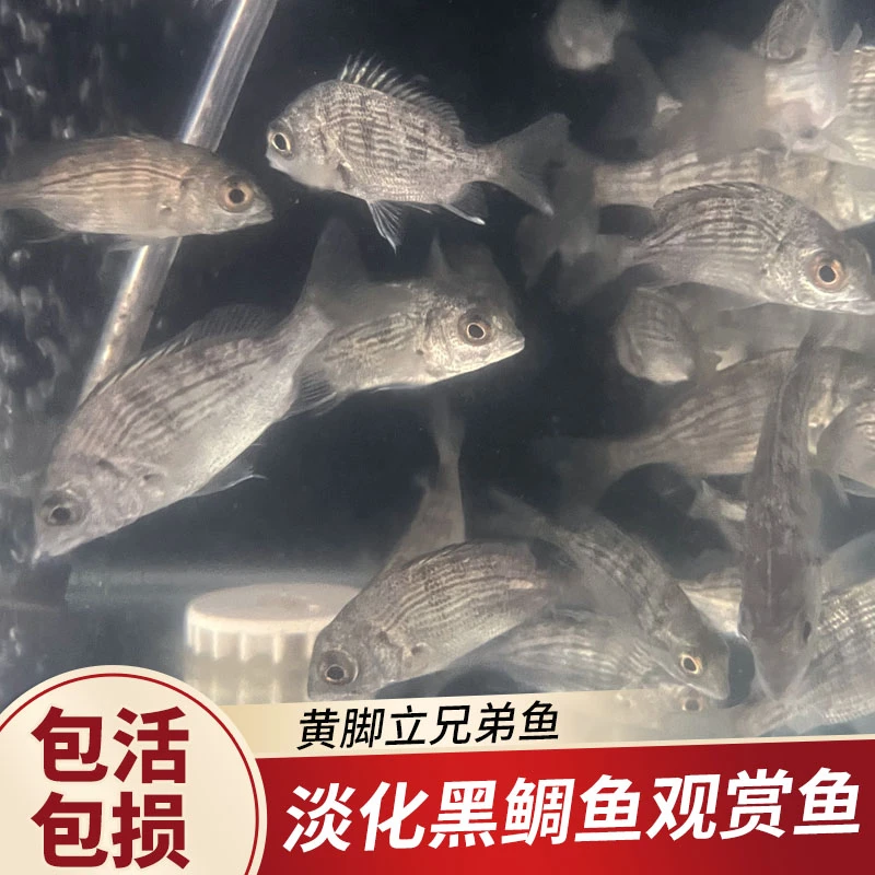 淡化黑雕鱼淡水海水黑牛屎黄脚立黄鳍黄墙兄弟观赏鱼苗热带鱼冷水