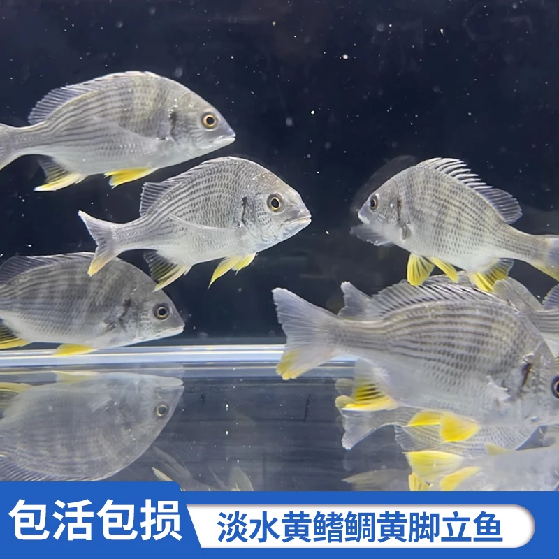 淡化黄脚立鱼黄鳍鲷黄墙群养鱼缸观赏鱼水族馆鱼苗纯淡水小鱼鲷鱼