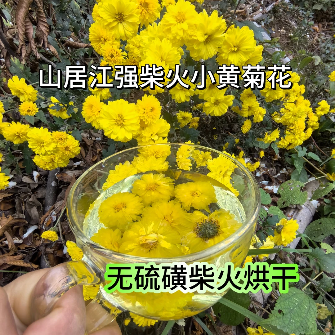 山居江强柴火烘干黄山小黄菊花，柴火小黄菊