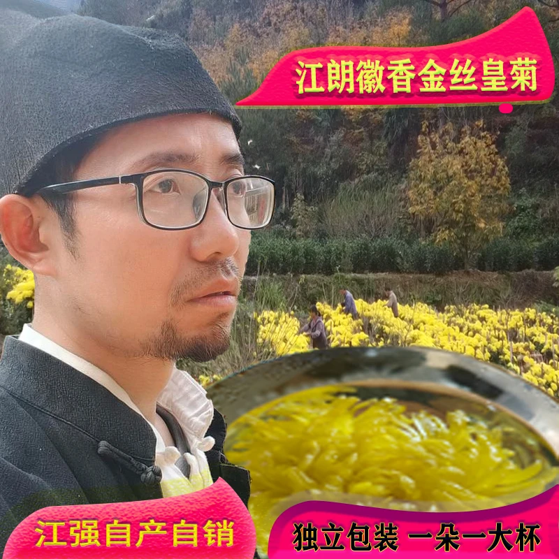 江强江朗徽香袋装金丝皇菊一朵一杯独立包装泡开8到10公分50朵