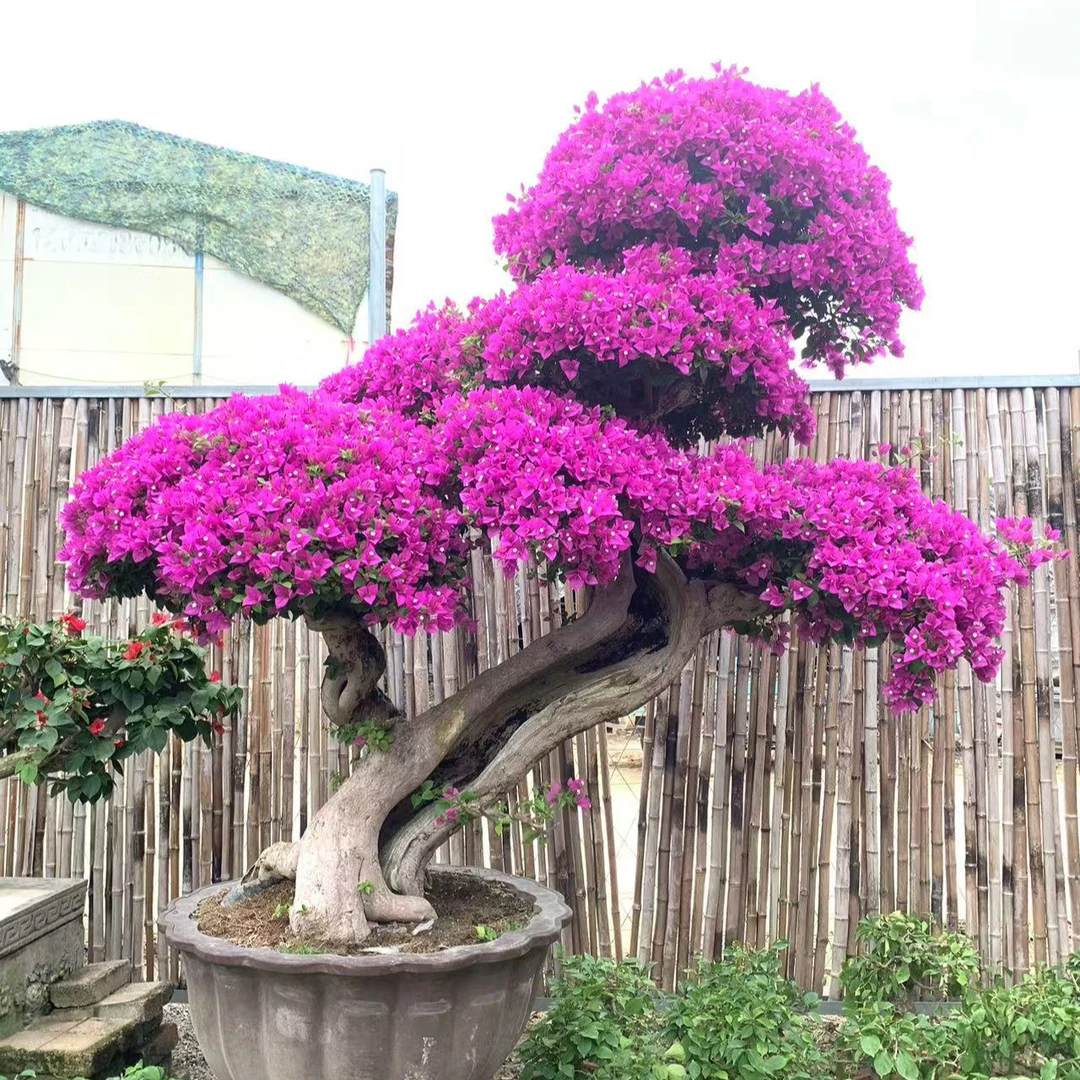 庭院大桩小叶紫三角梅老桩三角梅