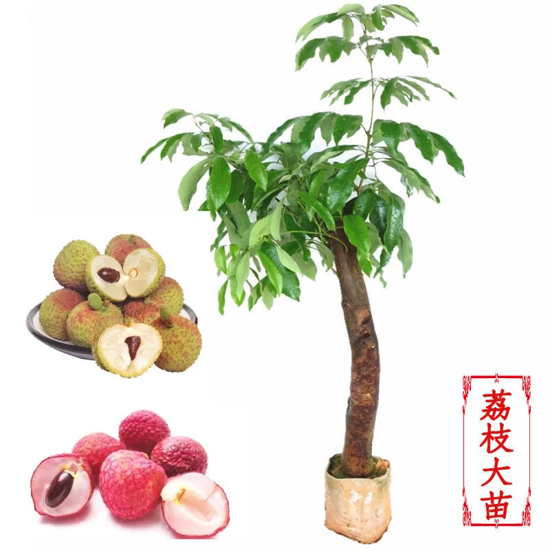 新品种荔枝苗高压圈枝荔枝树苗妃子笑桂味无核冰荔当年结果南方种