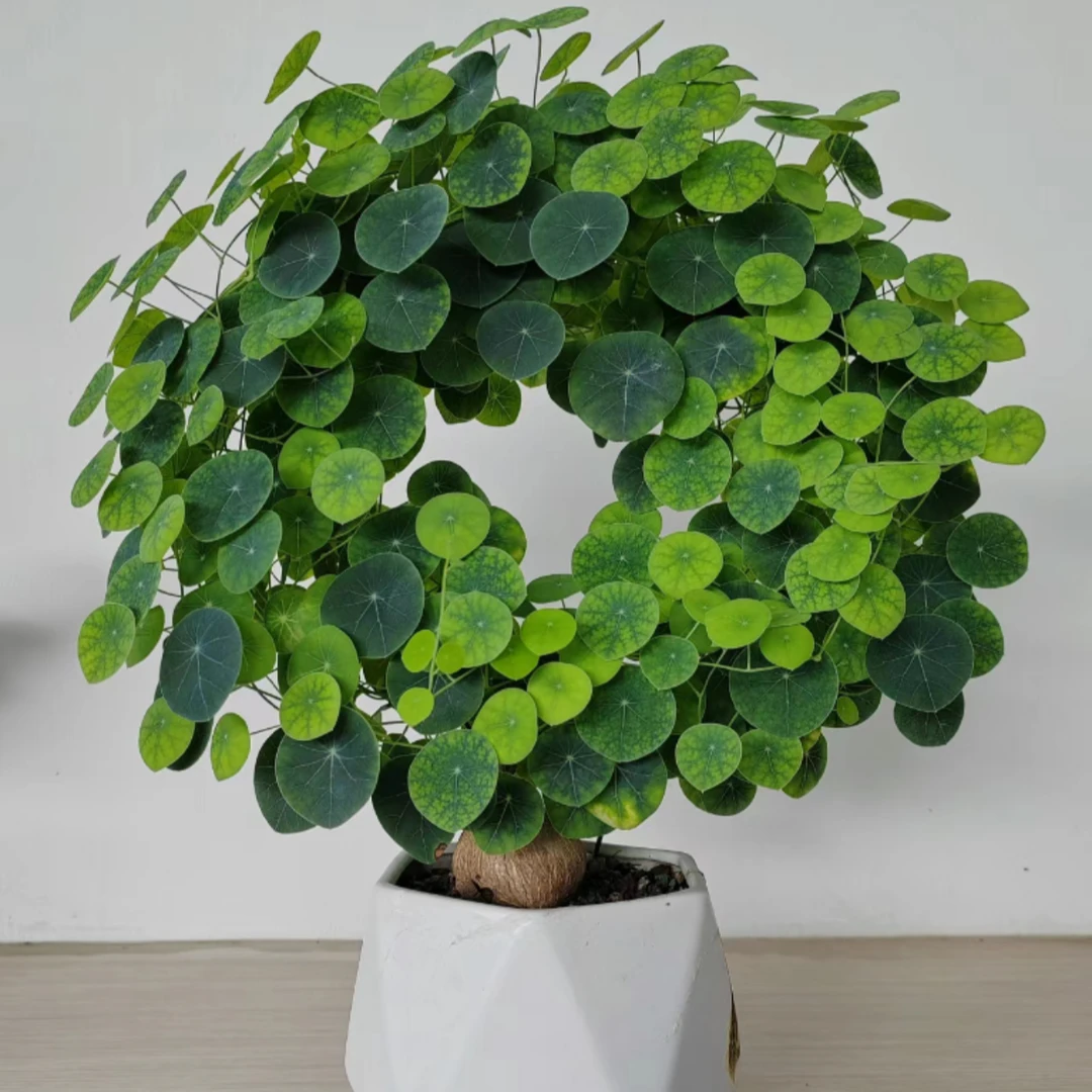 红藤山乌龟盆栽可水培植物立叶不爬藤泰国进口素可泰绿植阳台桌面