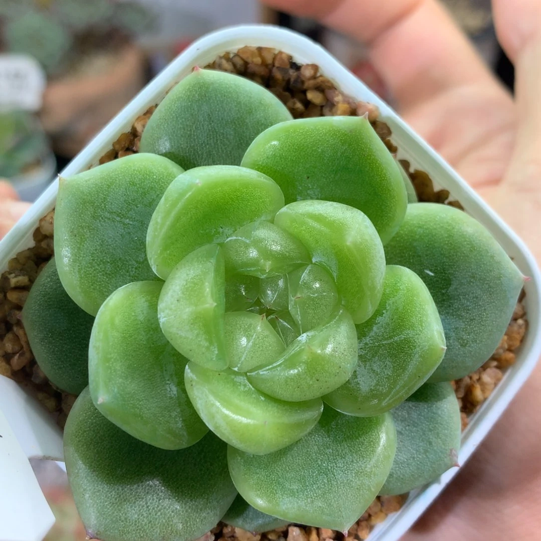 254荔枝满满东篱下多肉植物