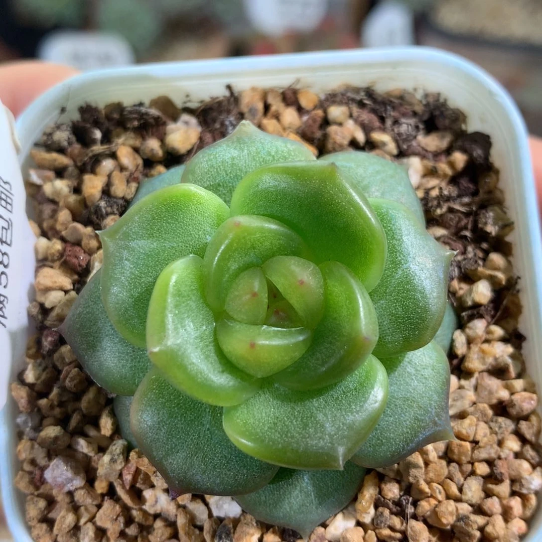 203新个体东篱下多肉植物