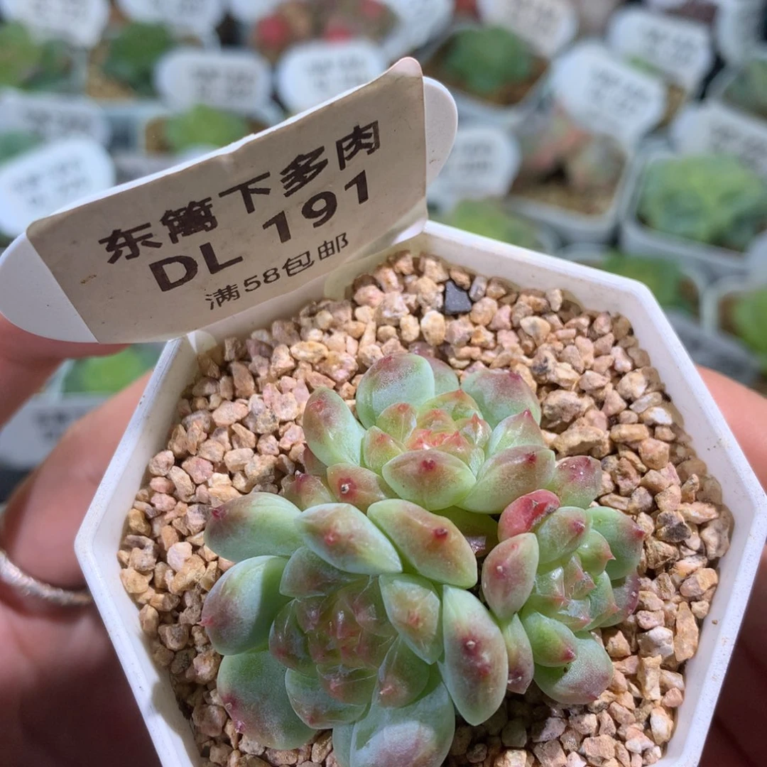 191冰魄群东篱下多肉植物