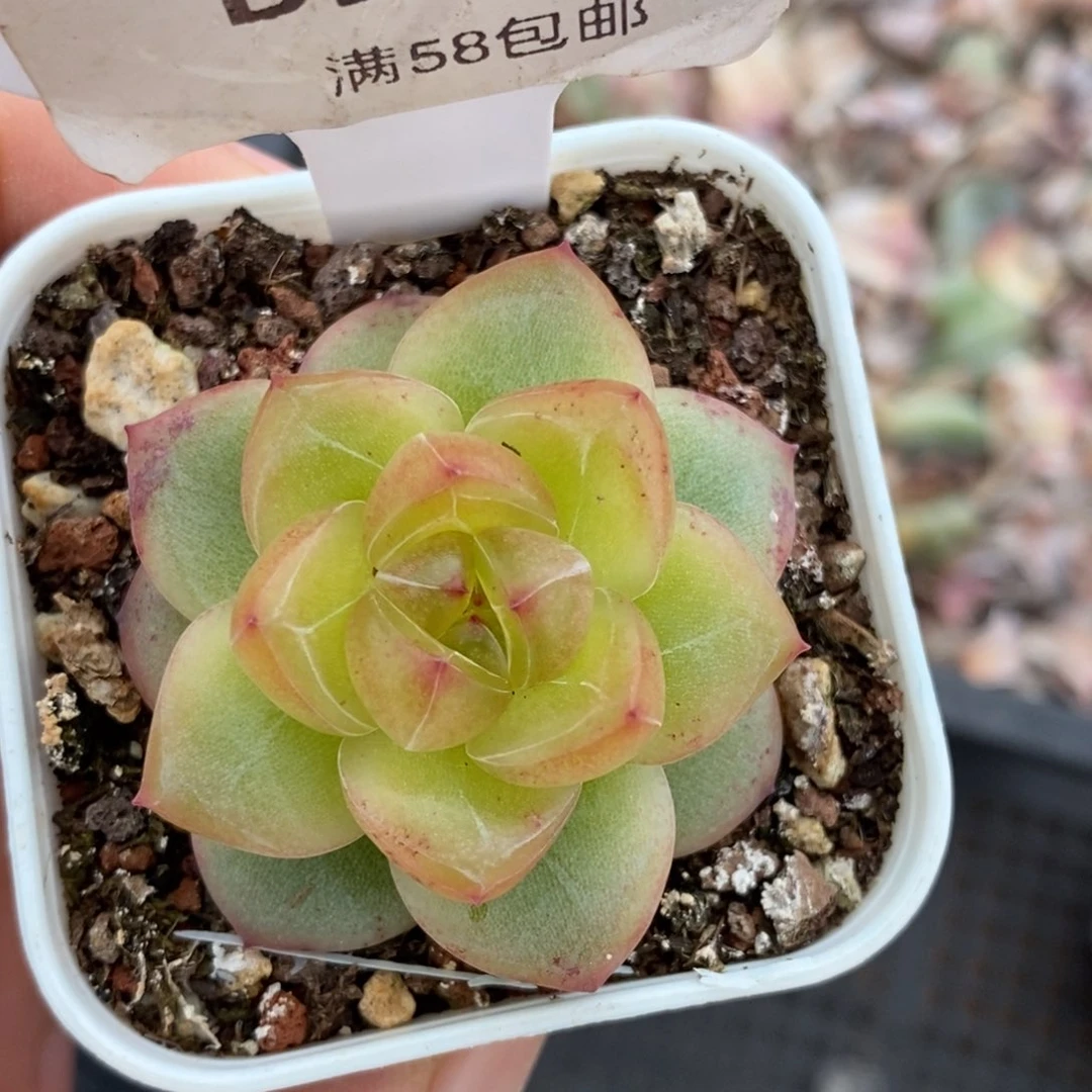 506新个体东篱下多肉植物