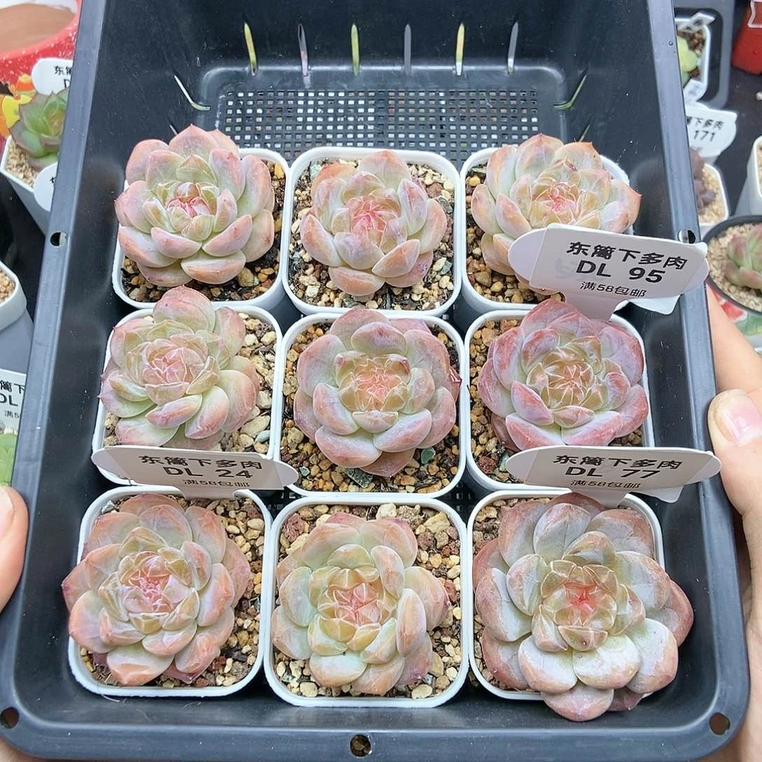 十***肉95➕24东篱下多肉植物