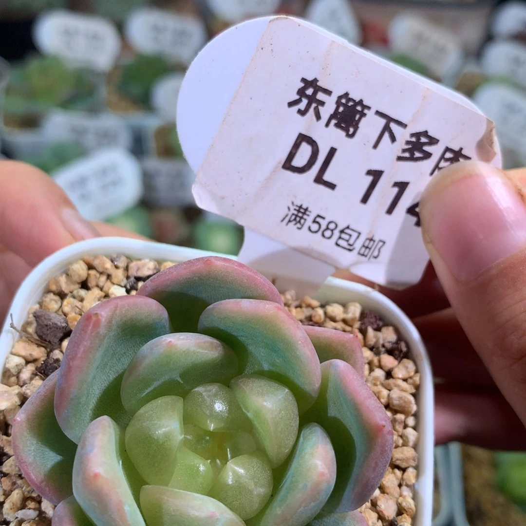 114灯泡东篱下多肉植物