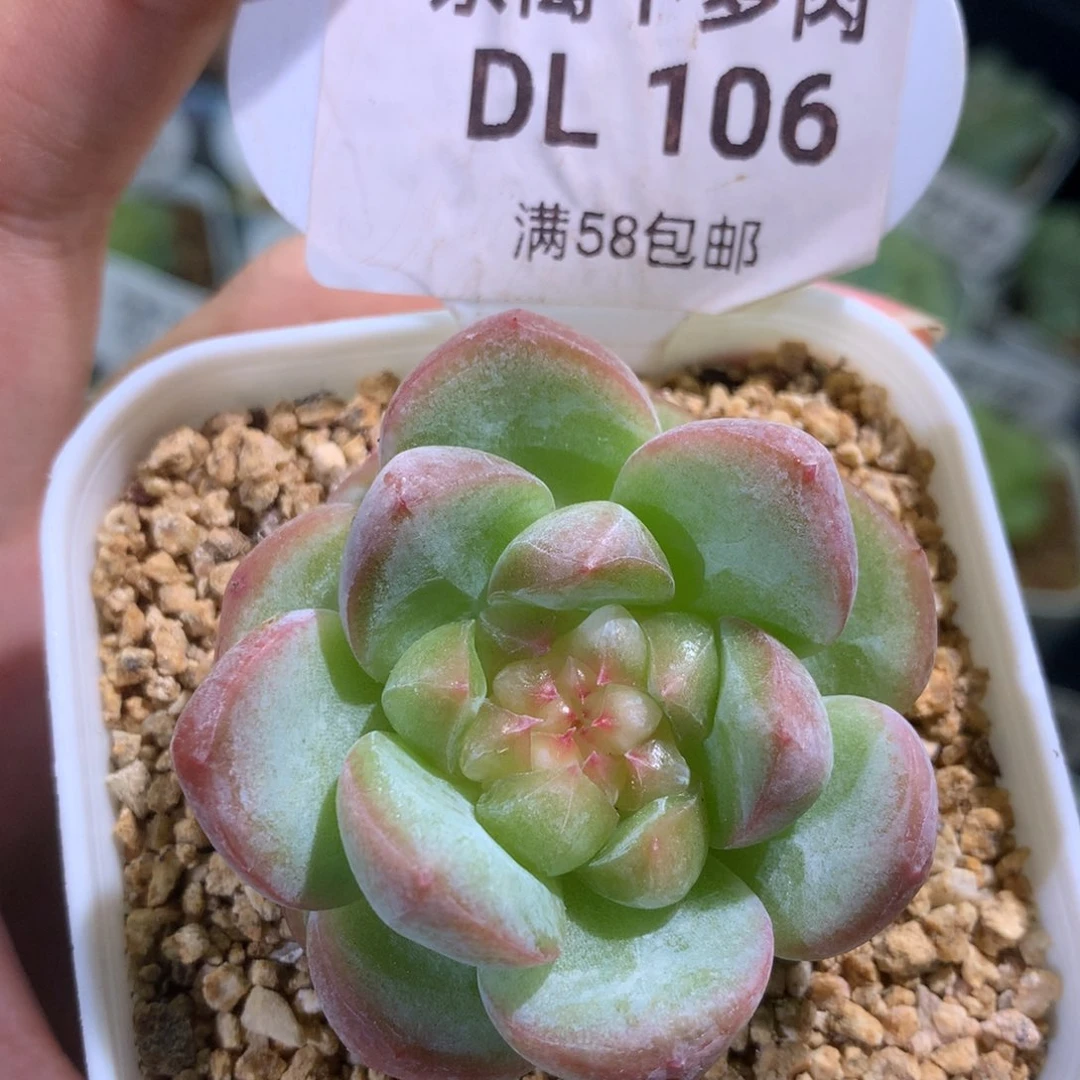 106东篱下多肉植物➕7米运费