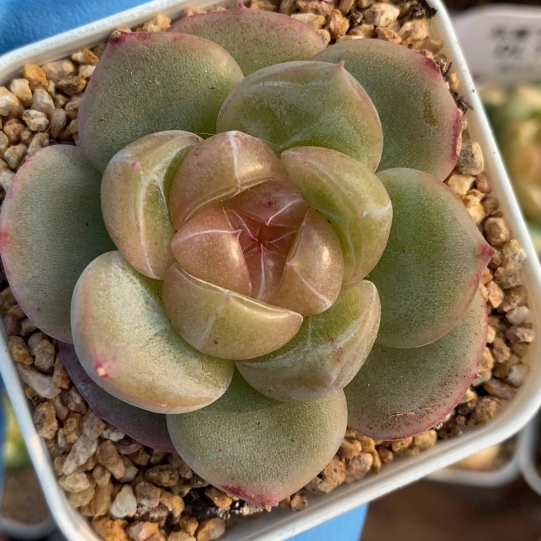 393满满东篱下多肉葡萄