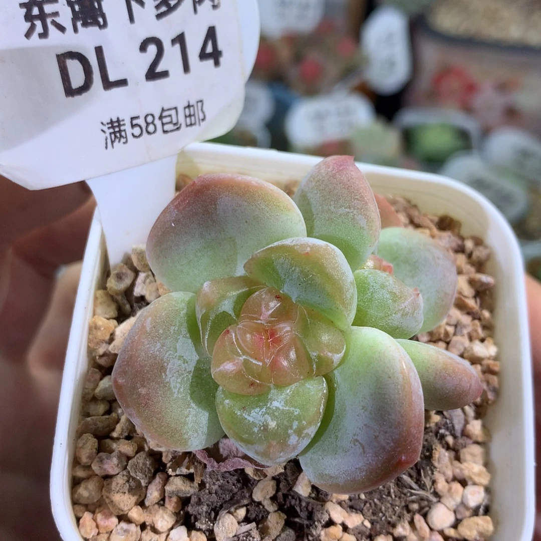 214桃花诺东篱下多肉植物➕7米运费