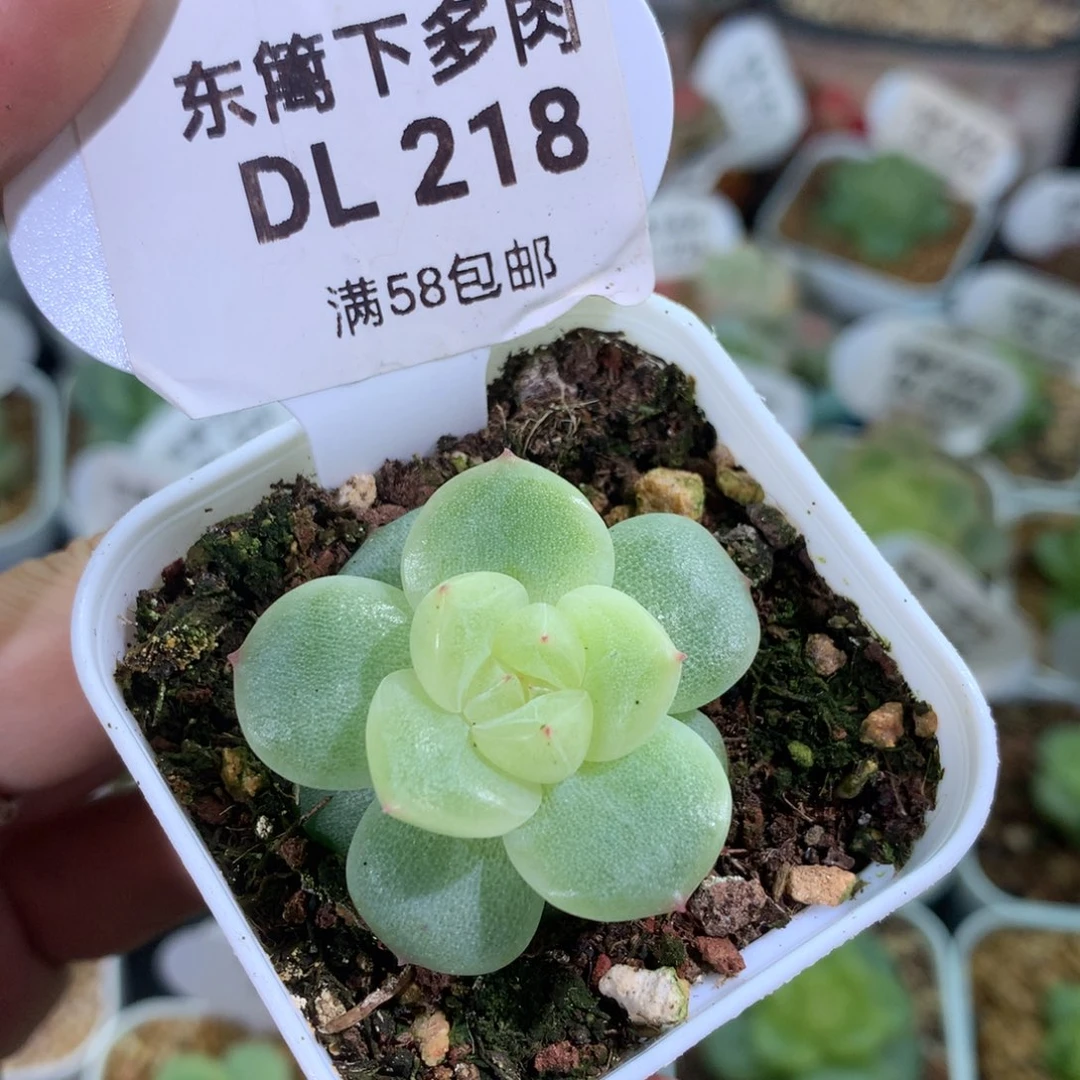 218天青雨东篱下多肉植物
