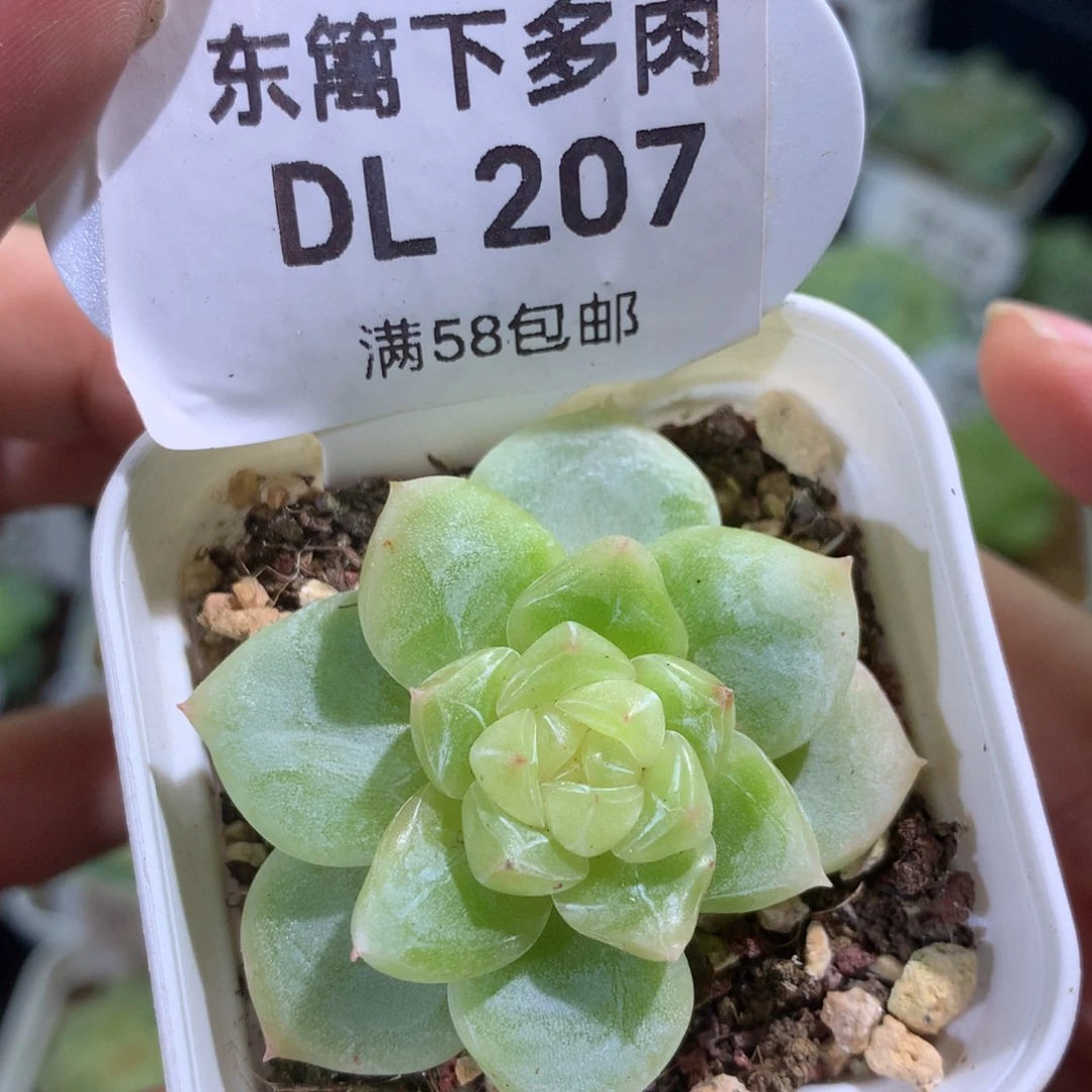 207新珍妮东篱下多肉植物➕7米运费