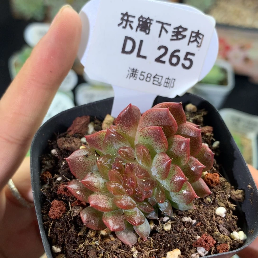265新糖钻缀东篱下多肉
