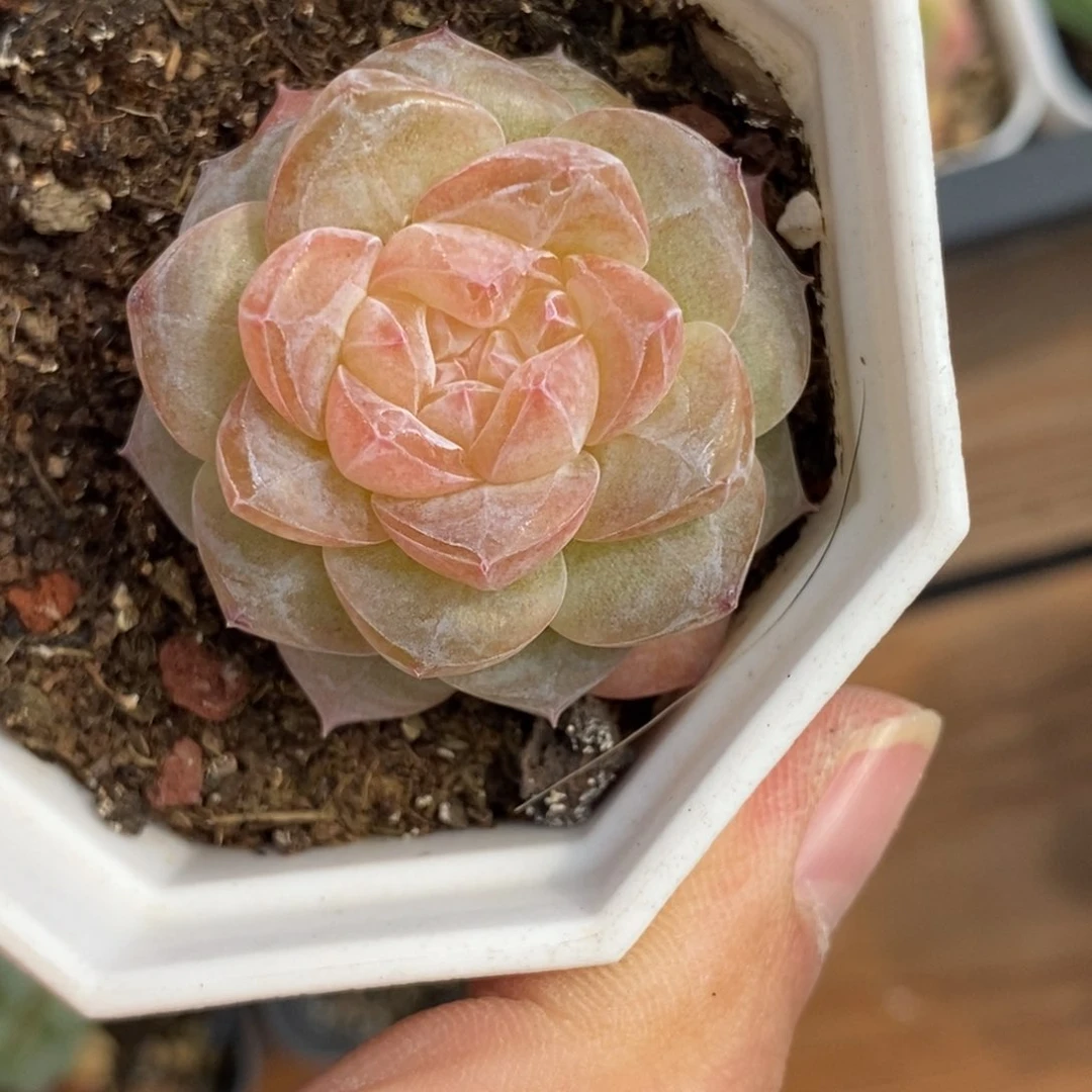 ✨****?351糖钻东篱下多肉植物