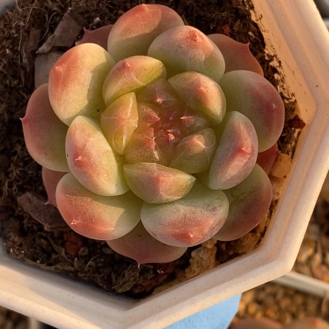 363秘境冰魄东篱下多肉植物