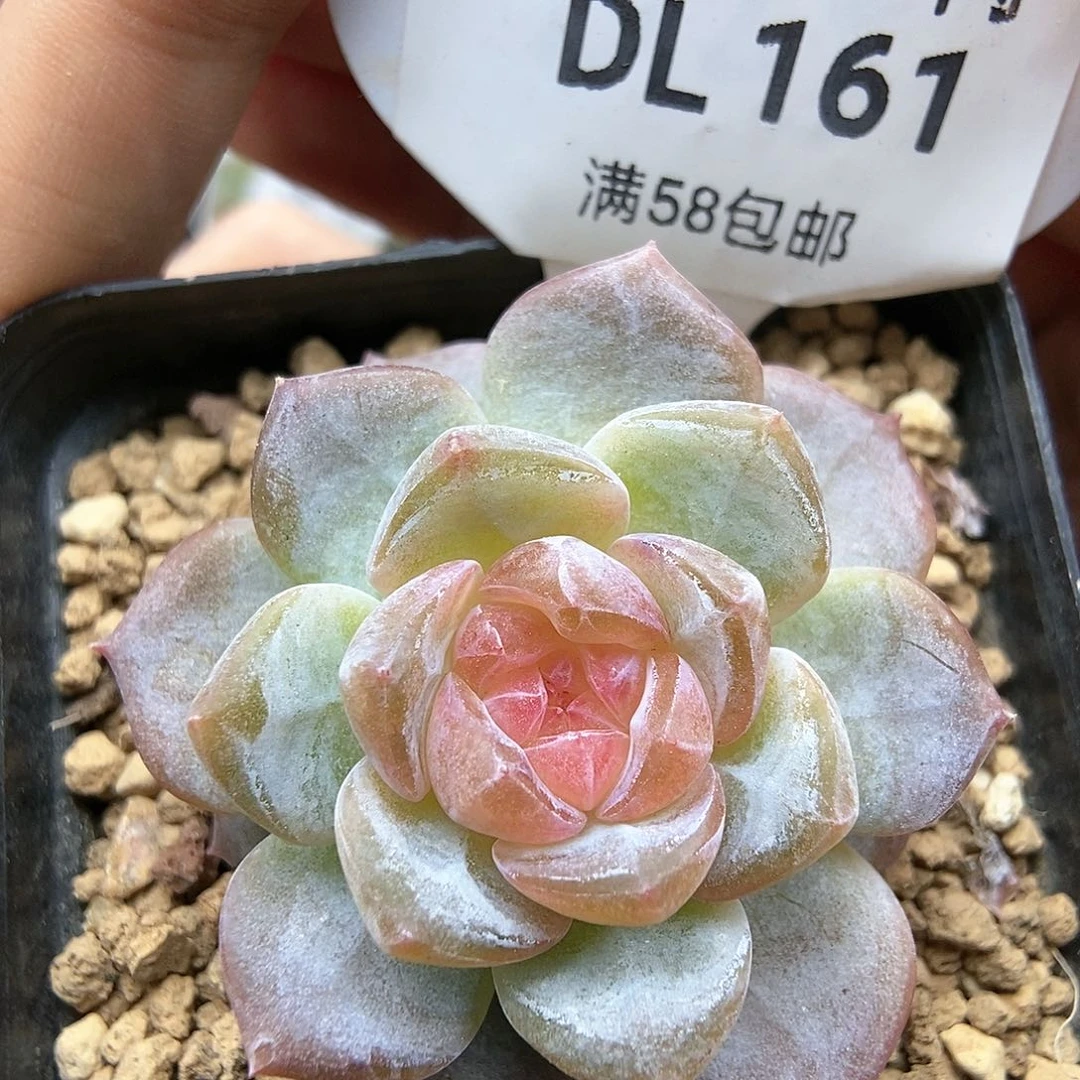 161黛玉冰魄东篱下多肉植物