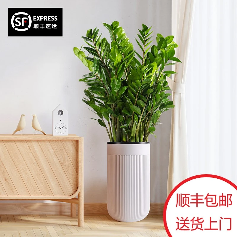 尖叶30金钱树大型客厅绿植净化空气吸甲醛落地盆栽
