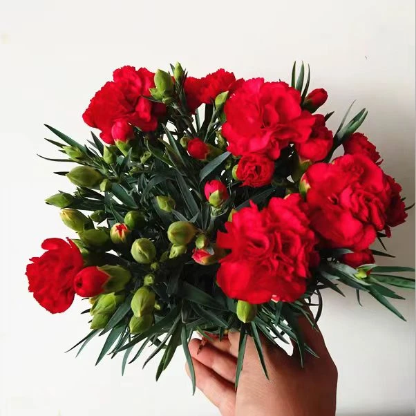 康乃馨盆栽花苗带花苞四季开花红色阳台客厅桌摆绿植清新好养易活
