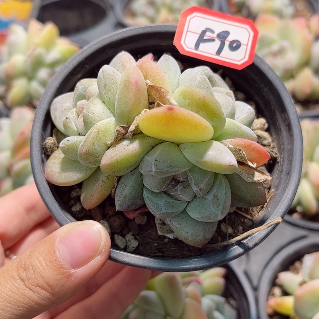 【闪购商品】?****田F90