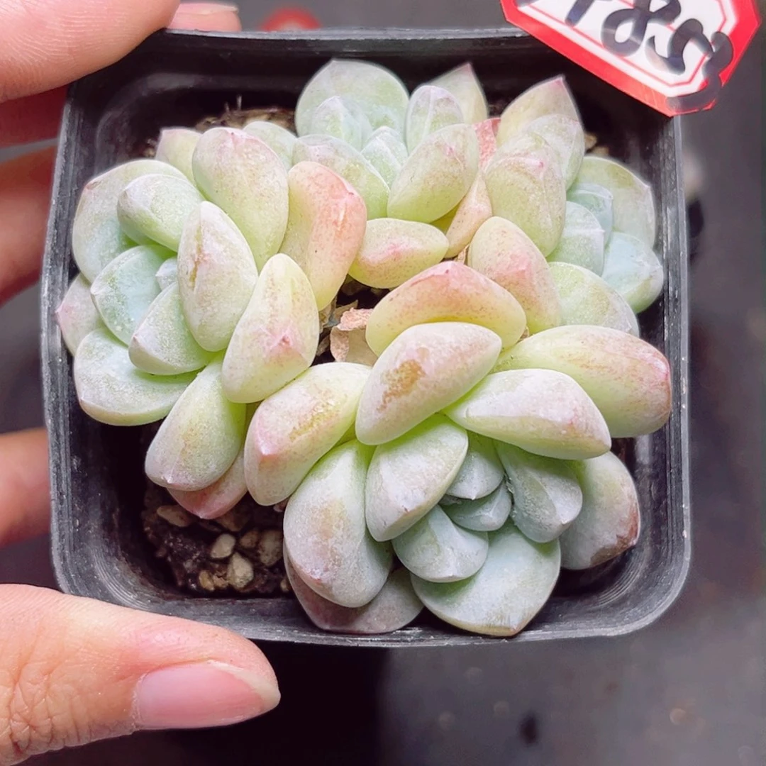 ?****aA853 一物一拍 冰玉小群