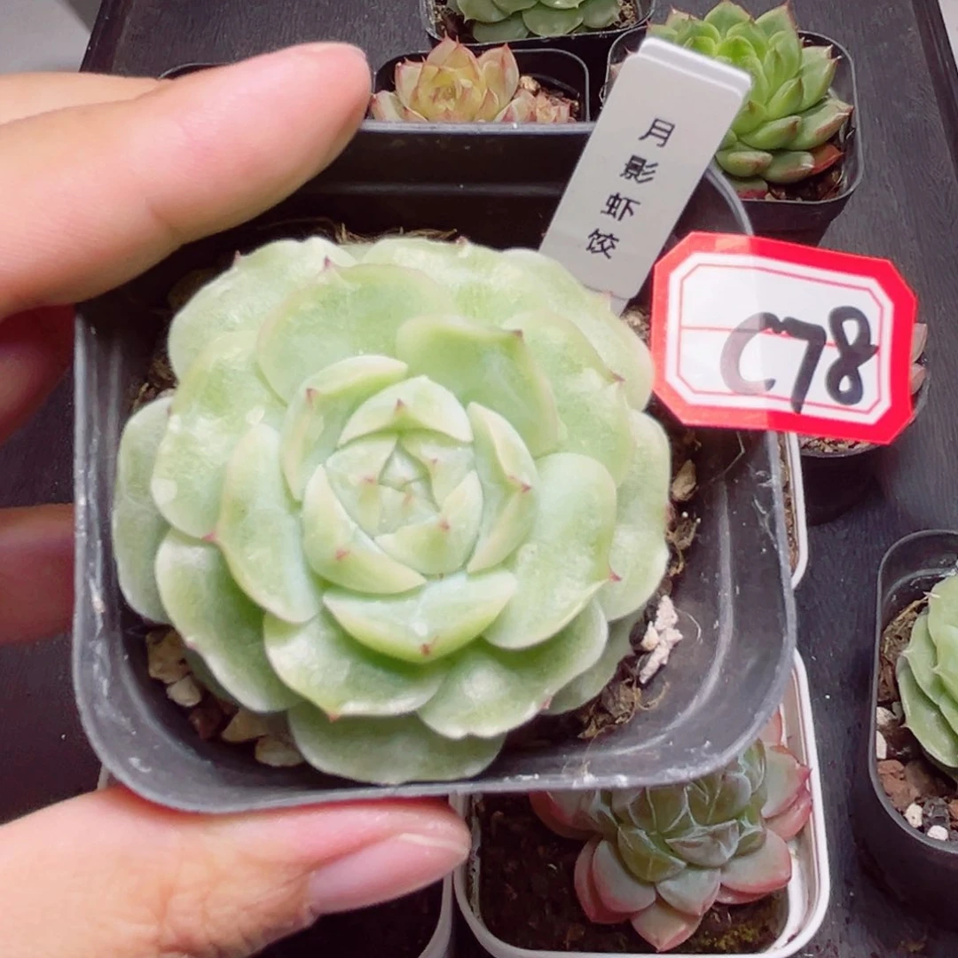 ?*橘C78一物一拍 月影虾饺