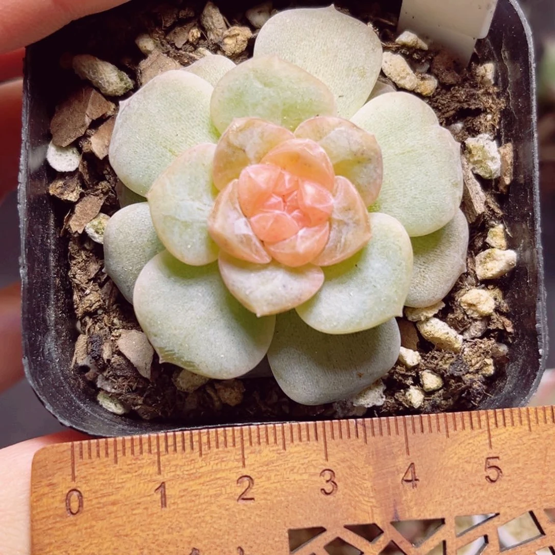 ?****?A553 一物一拍 云岚