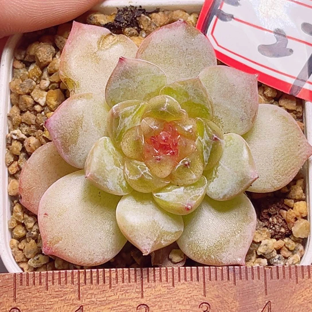 F27一物一拍 糖心系列