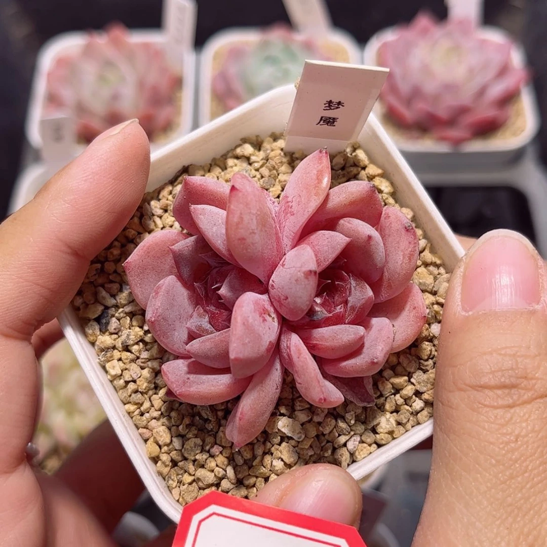 【闪购商品】D04c c