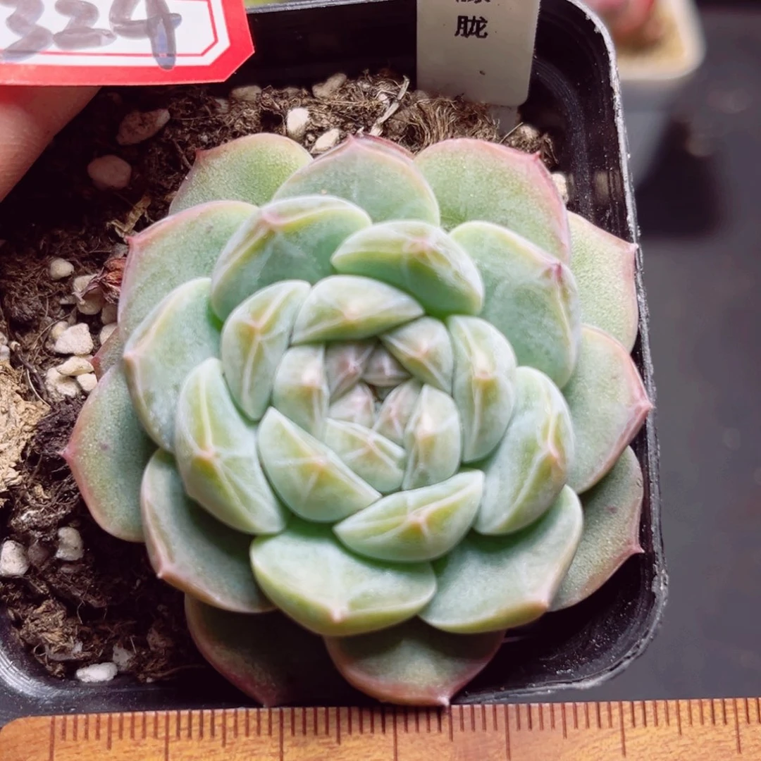 A324 一物一拍 朦胧