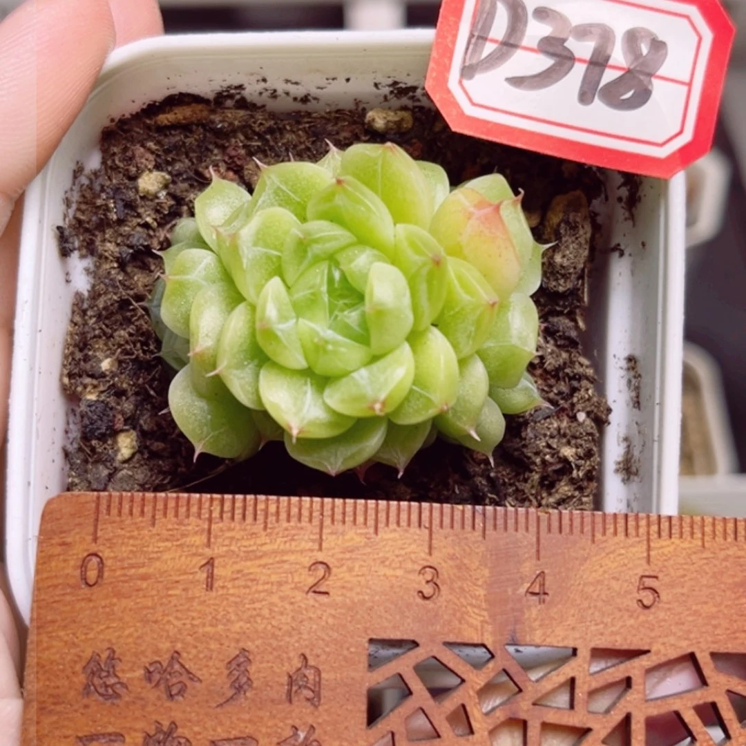 D378一物一拍 格林