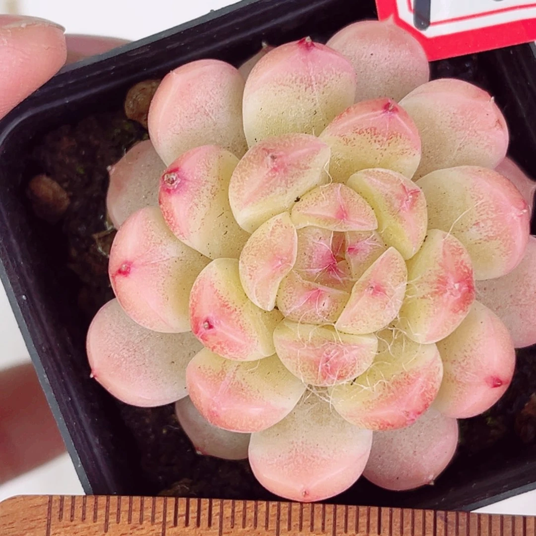 A647 一物一拍 珍妮