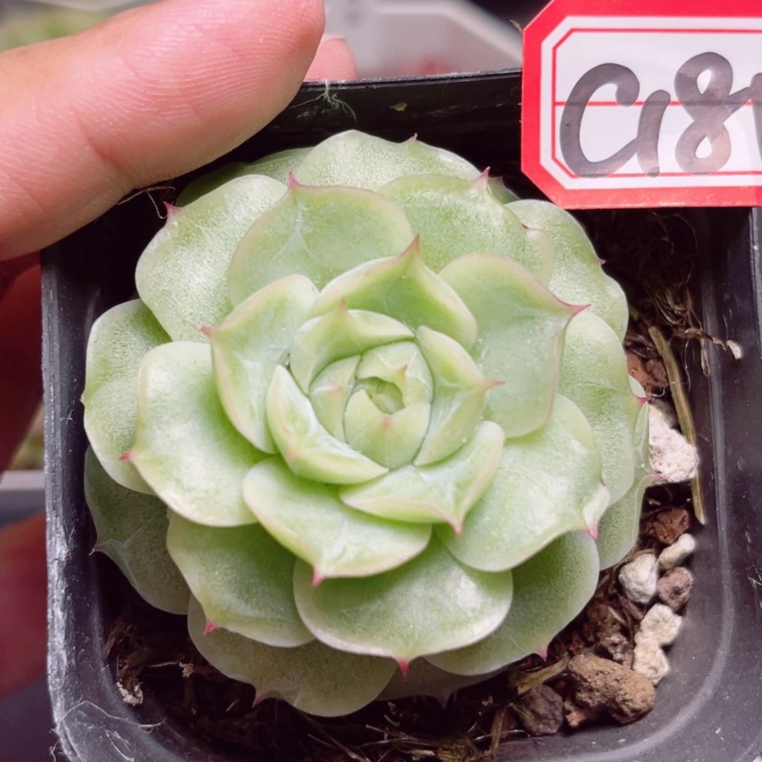 C181 一物一拍 月影虾饺