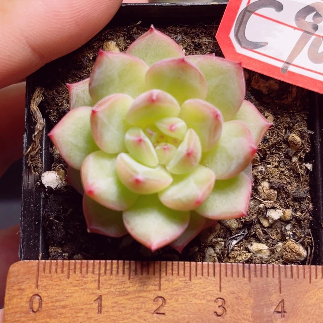 C902 一物一拍 寒绯