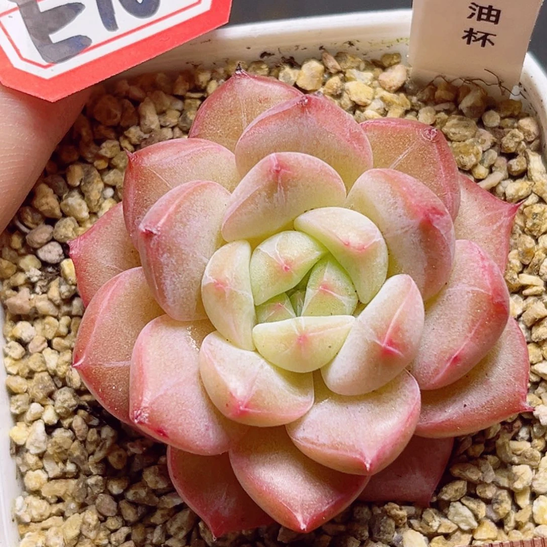 E764 一物一拍 奶油杯