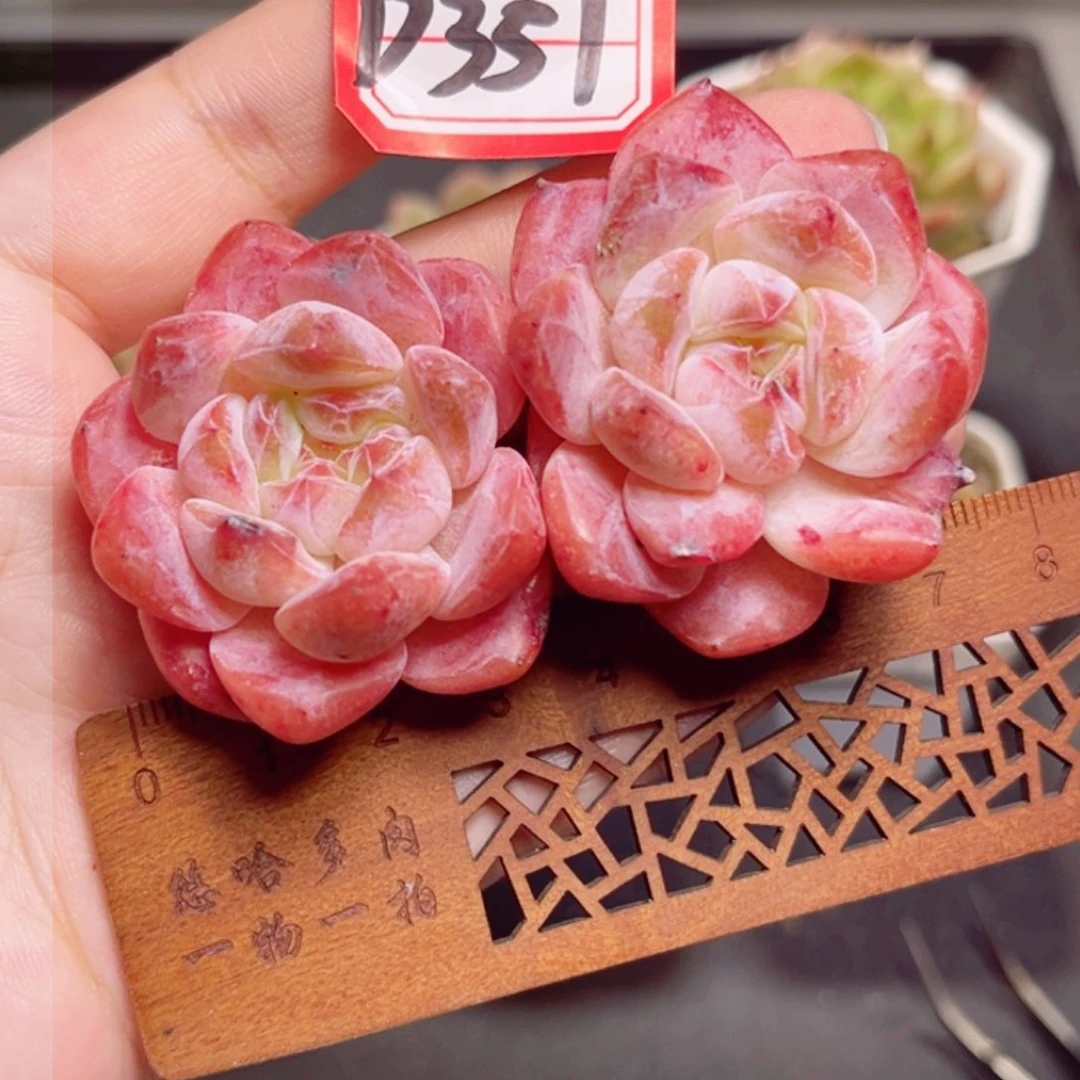 吉****堡D357 一物一拍 精控冰魄