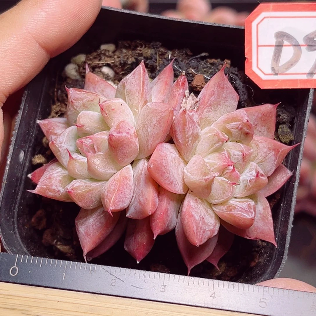 D958 一物一拍 婵娟